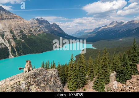 Du au le lac Peyto, Banff National Park, Alberta, Canada Banque D'Images