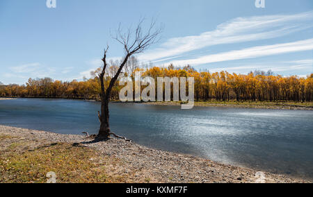 Arbre mort debout rivière automne feuilles jaune filtre ND longue exposition Banque D'Images