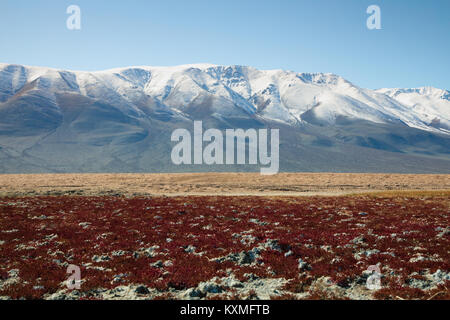 Les montagnes enneigées de l'herbe rouge prairies steppes de Mongolie plantes Banque D'Images