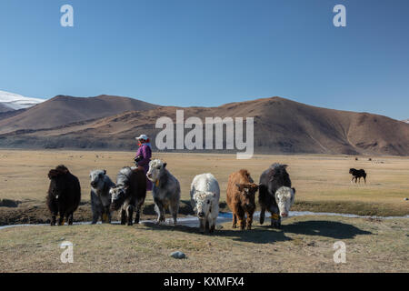 Noir et blanc de Mongolie yaks chien berger femme herder Mongolie steppes d'hiver des plaines des Prairies Banque D'Images