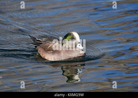 Canard canard siffleur d'Amérique mâle nage sur l'eau Banque D'Images