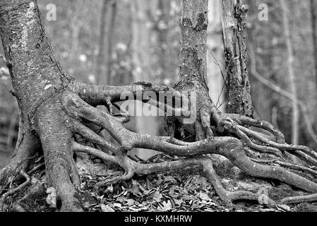 Les racines des plantes et des vignes en monochrome Banque D'Images