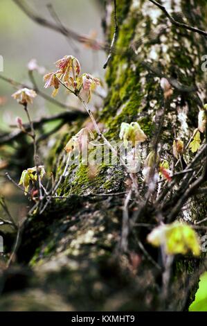 Vignes plantes et racines chromatic Banque D'Images