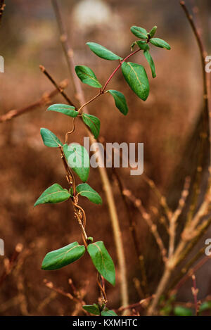 Vignes plantes et racines chromatic Banque D'Images