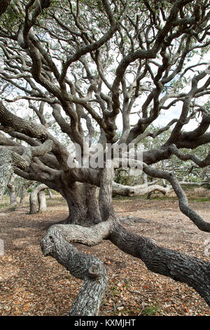 Chêne vivant côtier 'Quercus virginiana', atteignant les branches. Banque D'Images