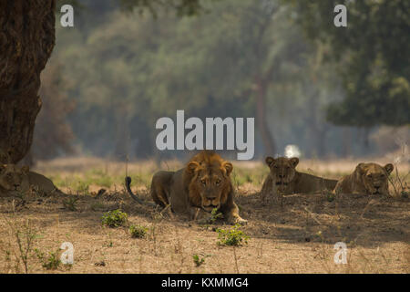 Portrait de lion et lionnes (Panthera leo) couché dans l'ombre de l'arbre,Chirundu,Zimbabwe,Afrique Banque D'Images