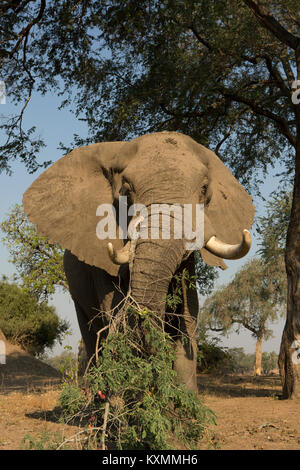 L'éléphant africain (Loxodonta africana) se nourrissant de branche d'arbre,Chirundu,Zimbabwe,Afrique Banque D'Images