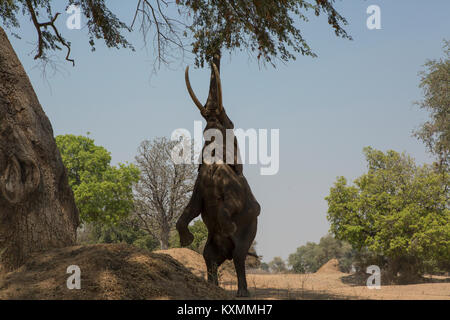 L'éléphant africain (Loxodonta africana) sur ses pattes se nourrissant de branche d'arbre,Chirundu,Zimbabwe,Afrique Banque D'Images