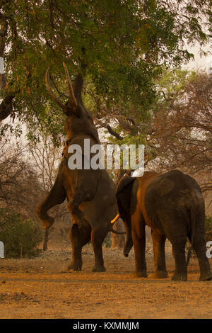 L'éléphant africain (Loxodonta africana) sur ses pattes d'alimentation,arbre,Afrique Zimbabwe,Chirundu Banque D'Images