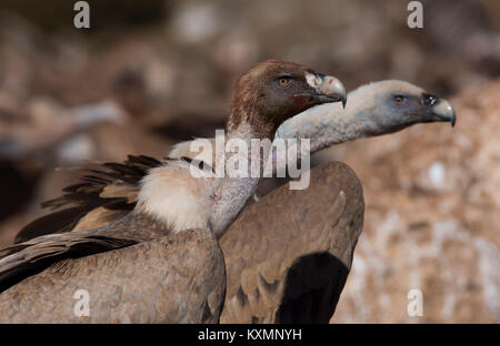 Eurasian vautour fauve (Gyps fulvus) nourrir avec du sang sur la tête Pyrénées Espagne Banque D'Images