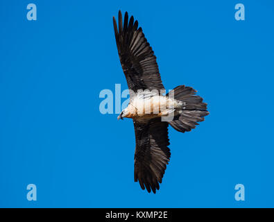 Gypaète adultes ou gypaète barbu (LIC)) en vol Espagne Pyrénées dans un ciel bleu. Banque D'Images