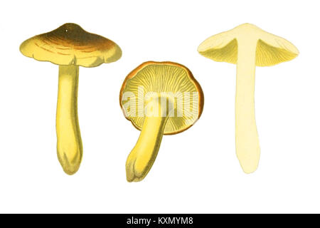 Atlas des champignons comestibles et vénéneux No18 Banque D'Images