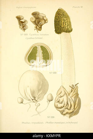 Illustration détaillée tirée d'un atlas documentant les espèces de champignons comestibles et toxiques, utilisée pour l'étude botanique et la référence culinaire. Banque D'Images