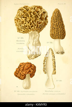 Atlas des champignons comestibles et vénéneux (planche 78) (6358032311) Banque D'Images