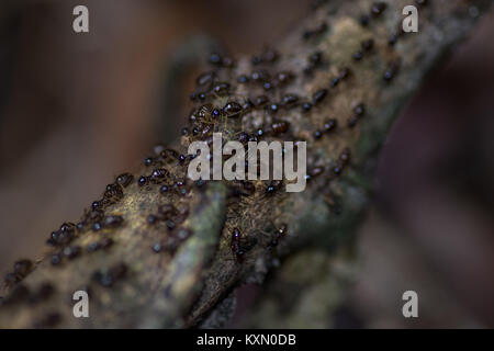 Un essaim de beaucoup de fourmis marcher une longue une petite branche. Banque D'Images