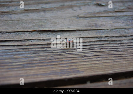 Cette illustration représente une araignée, montrant ses caractéristiques anatomiques, sa structure corporelle et sa classification au sein des arachnides à des fins scientifiques et éducatives. Banque D'Images