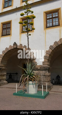 Blühende amerikanische im Innenhof des Schlosses Agave, Friedenstein Gotha 1 Banque D'Images