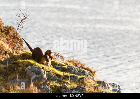 Deux loutres sauvage européenne, Lutra lutra, en venant sur terre dans Lochaber, Moidart, en Écosse. 28 décembre 2017. Banque D'Images