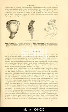 La page 113 de 'Botanique cryptogamique' examine la classification et les caractères morphologiques des plantes cryptogamiques, mettant en évidence les familles d'algues, de champignons et de mousses. Banque D'Images