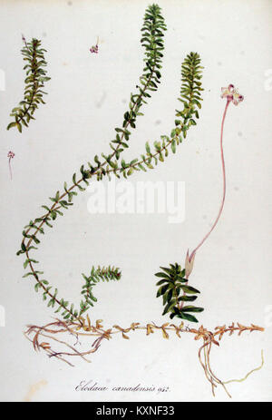 Illustration botanique de *Elodea canadensis* tirée de 'Flora Batava' volume 1, représentant cette espèce de plante aquatique. Banque D'Images