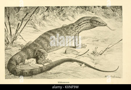 Une plaque de la vie animale de Brehm représentant le moniteur du désert (Varanus griseus), illustrant l'espèce dans son habitat naturel dans le cadre de la littérature zoologique du XIXe siècle. Banque D'Images