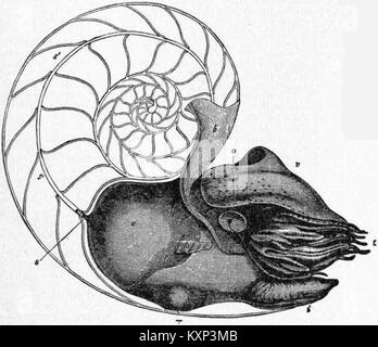 Cette image est une illustration scientifique de la vue latérale d'une femelle Pearly Nautilus de l'édition de 1911 de l'Encyclopaedia Britannica. Il montre les caractéristiques anatomiques détaillées des espèces de céphalopodes. Banque D'Images