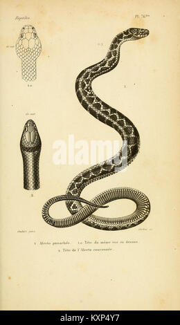 Un travail exhaustif sur l'herpétologie, se concentrant spécifiquement sur l'histoire naturelle des reptiles, détaillant leur classification, leurs caractéristiques et leurs rôles écologiques. Banque D'Images