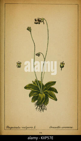 Une assiette de 'choix de plantes de l'Europe centrale' présente des espèces végétales d'Europe centrale de Suisse et de Savoie, mettant en valeur la variété botanique et la flore régionale. Banque D'Images