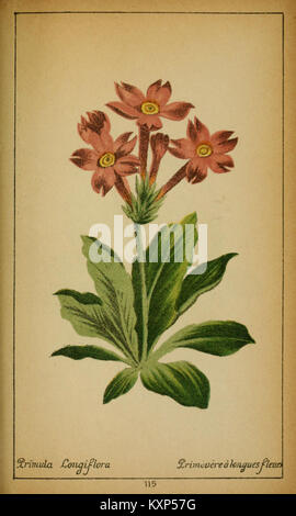 Une publication botanique du XIXe siècle intitulée 'choix de plantes de l'Europe centrale', qui présente des illustrations de plantes de Suisse et de Savoie pour documenter la diversité botanique d'Europe centrale. Banque D'Images