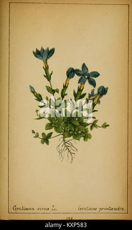 Illustration tirée de 'choix de plantes de l'Europe centrale' montrant des espèces végétales de Suisse et de Savoie, mettant en valeur la flore d'Europe centrale. Banque D'Images