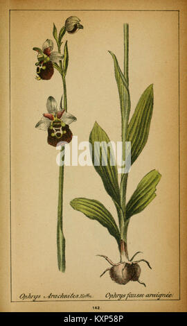 Une plaque d'illustration botanique de 'choix de plantes de l'Europe centrale' représente des espèces végétales d'Europe centrale, mettant l'accent sur la flore suisse et savoyarde. Banque D'Images