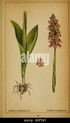 La planche 146 de 'choix de plantes de l'Europe centrale' illustre des espèces végétales de Suisse et de Savoie, documentant la diversité botanique et la flore régionale de l'Europe centrale. Banque D'Images