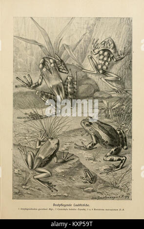 Cette plaque tirée de « Tierleben » de Brehm représente une grenouille à feuilles faisant preuve de soins parentaux, illustrant le comportement reproductif et l'élevage des espèces dans le règne animal. Banque D'Images