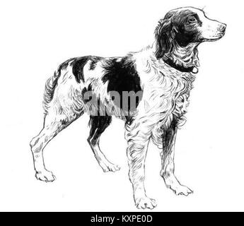 Image d'un épagneul breton, une race de chien de chasse de taille moyenne originaire de France, connue pour son agilité, son intelligence et son utilisation dans la chasse aux oiseaux. Banque D'Images