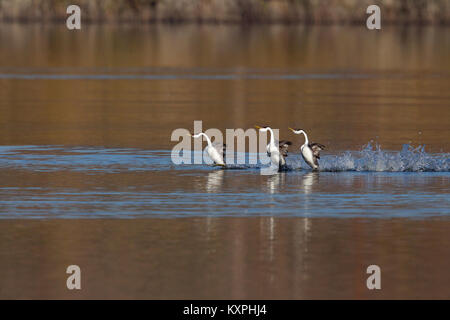 L'Ouest trois grèbes se précipiter on Golden Pond Banque D'Images