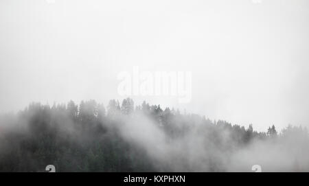 Un épais brouillard et nuages couvrant les arbres en Norvège. Banque D'Images