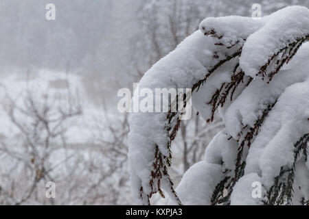 Le poids de la neige s'accroche à des branches de conifères sur une montagne dans la préfecture de Nagano, Japon Banque D'Images