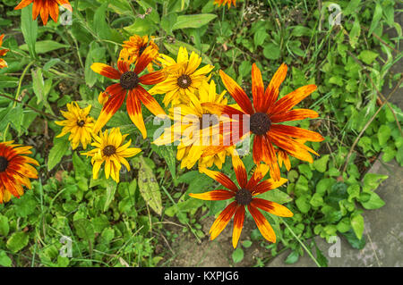 Blanketflowers ou une couverture de couleur vive les fleurs vivaces Banque D'Images