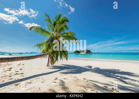 Arbre généalogique de cocotiers sur une plage de sable sur l'île tropicale. Banque D'Images