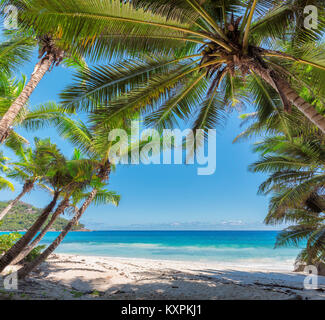 Des cocotiers sur l'île tropicale. Banque D'Images