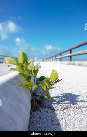 Plante solitaire traversant le pont en béton par temps ensoleillé, 7-Mile Bridge, Florida Keys, United States Banque D'Images