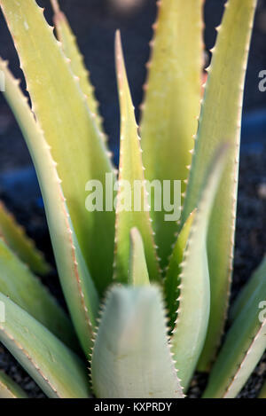 Tige d'aloe, aloe vera, île des Canaries Lanzarote. Banque D'Images