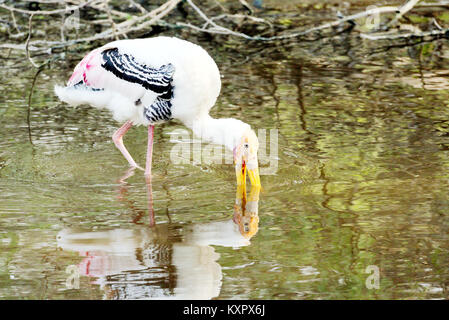 Une cigogne peinte recherche les poissons dans un étang. Banque D'Images