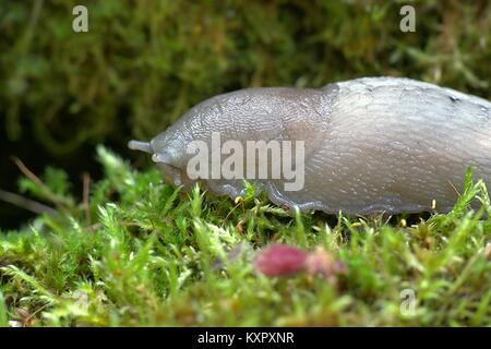 Retour de quille, limaces Limax cinereoniger, la plus grande d'escargots terrestres européennes Banque D'Images