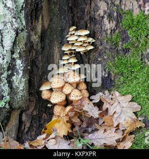 Shaggy, scalycap Pholiota squarrosa, et en haut woodlover en cluster, Hypholoma fasciculare, Banque D'Images