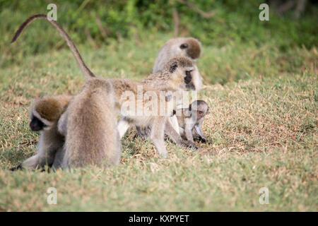 Un groupe de singes vervet au sol, Valley Camp Mara conservancy Naboisho Afrique Kenya Banque D'Images