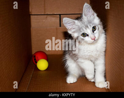 Chaton jouant en boîte carton avec jouets balle Banque D'Images