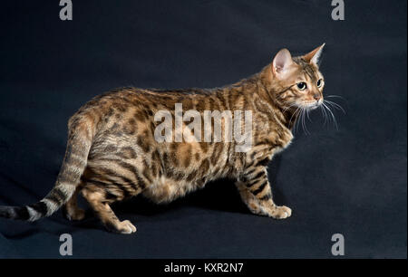 Bengal pure race, debout sur un fond noir. à partir de Jango jack Cats cattery Banque D'Images