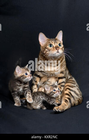 Une reine de race Bengal chat chatterie chats parfait Pixel, et ses deux chatons vieux de cinq semaines. Banque D'Images