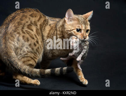 Bengal pure race de chats parfait Pixel chatterie. Reine portant son chaton de deux jours. Banque D'Images